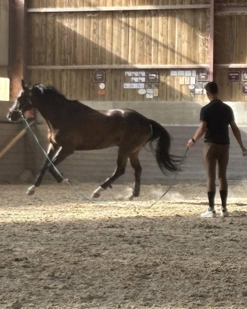 Travail à pied d'un cheval en manège, lumière de fin de journée
