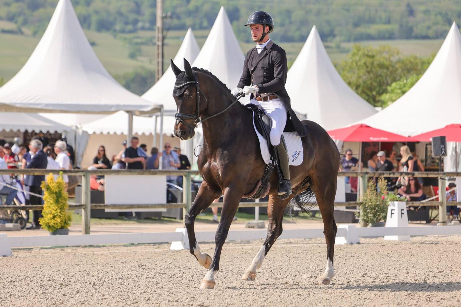 Cheval en extension au trot devant le public